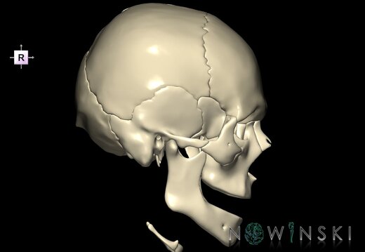 G1.T22.1.V4.C1.L0.Skull whole