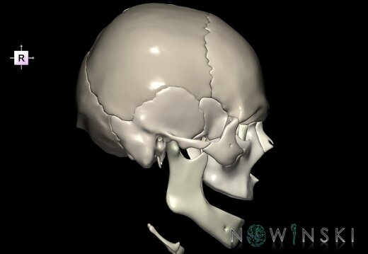 G1.T22.1.V4.C2.L0.Skull whole