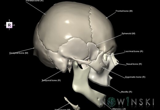 G1.T22.1.V4.C2.L1.Skull whole
