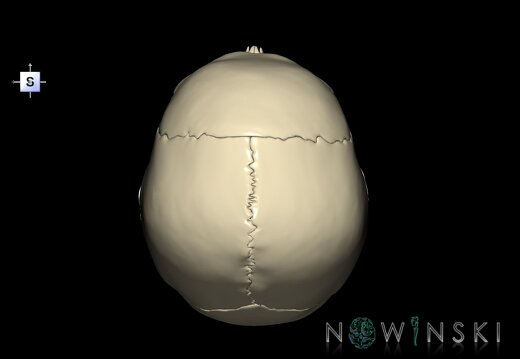 G1.T22.1.V5.C1.L0.Skull whole
