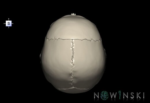 G1.T22.1.V5.C2.L0.Skull whole