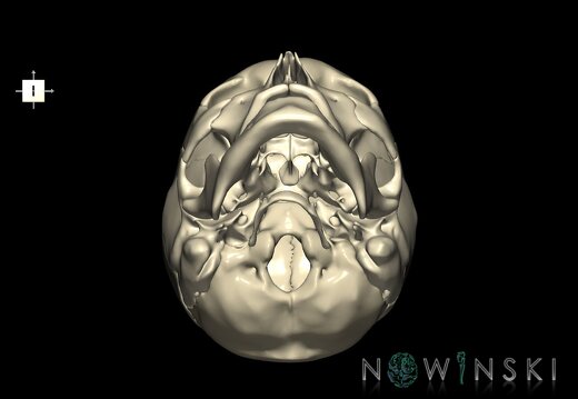 G1.T22.1.V6.C1.L0.Skull whole