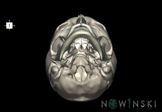 G1.T22.1.V6.C2.L0.Skull whole