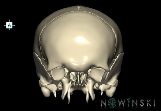 G1.T22.2.V1.C1.L0.Neurocranium