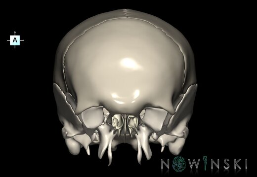 G1.T22.2.V1.C2.L0.Neurocranium