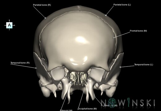 G1.T22.2.V1.C2.L1.Neurocranium