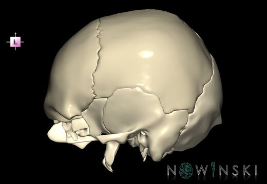 G1.T22.2.V2.C1.L0.Neurocranium
