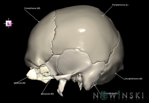 G1.T22.2.V2.C2.L1.Neurocranium