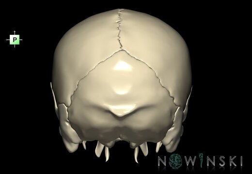 G1.T22.2.V3.C1.L0.Neurocranium