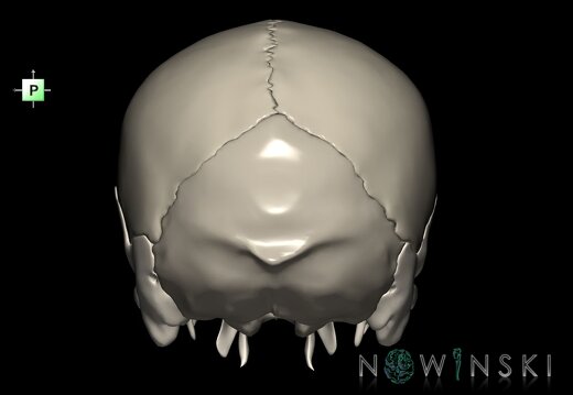 G1.T22.2.V3.C2.L0.Neurocranium