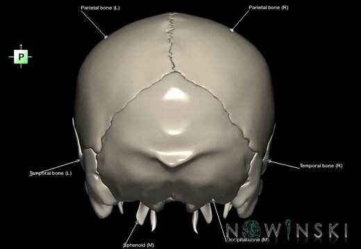 G1.T22.2.V3.C2.L1.Neurocranium