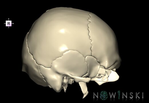 G1.T22.2.V4.C1.L0.Neurocranium