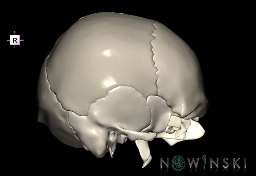 G1.T22.2.V4.C2.L0.Neurocranium