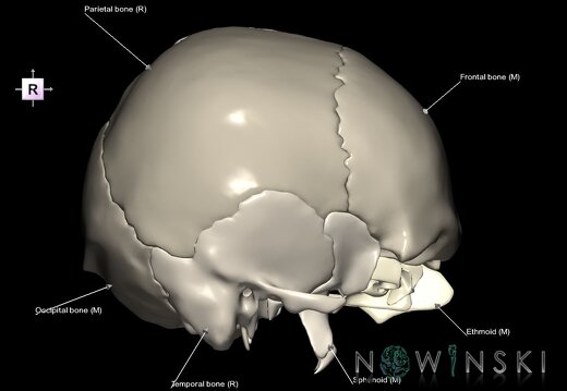 G1.T22.2.V4.C2.L1.Neurocranium