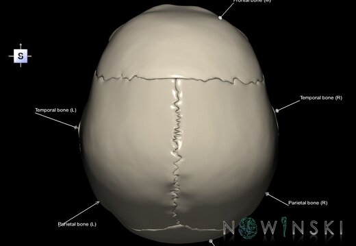 G1.T22.2.V5.C2.L1.Neurocranium