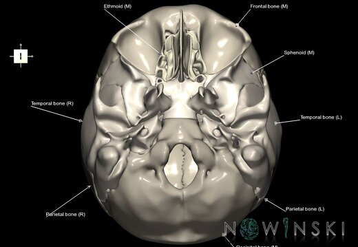 G1.T22.2.V6.C2.L1.Neurocranium