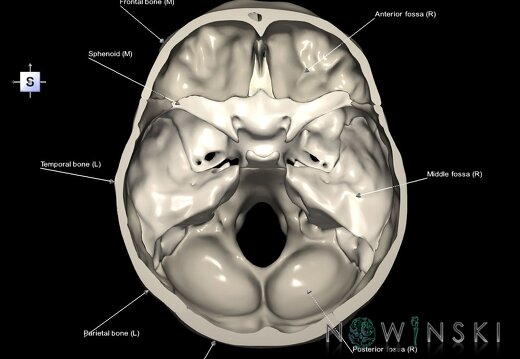 G1.T22.3.V5.C2.L1.Skull base