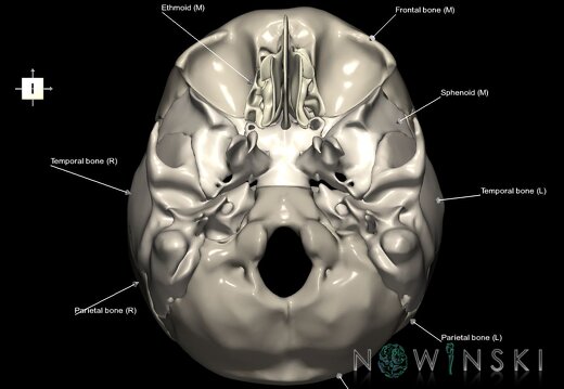 G1.T22.3.V6.C2.L1.Skull base