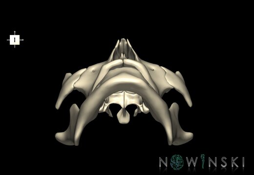 G1.T22.4.V6.C1.L0.Viscerocranium
