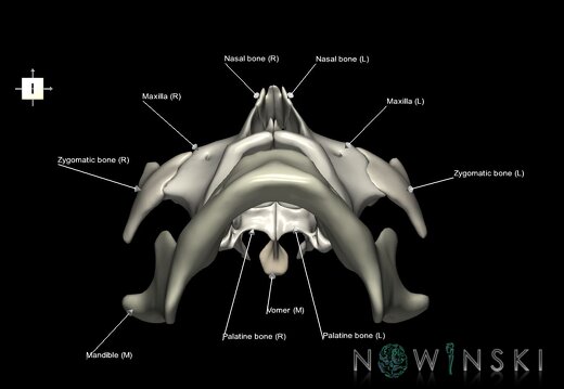 G1.T22.4.V6.C2.L1.Viscerocranium