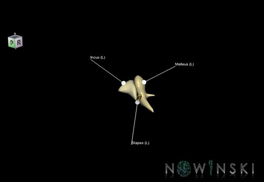 G1T22.5.1.AuditoryOssicles