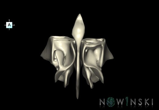 G1T22.5.2.Ethmoid