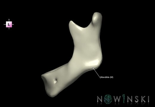 G1T22.5.4.Mandible