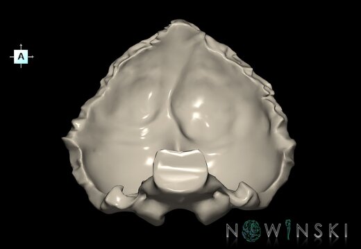 G1T22.5.6.OccipitalBone