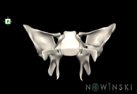 G1.T22.5.8.V3.C2.L0.Sphenoid