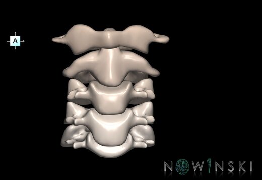 G1.T23.V1.C2.L0.Cervical spine