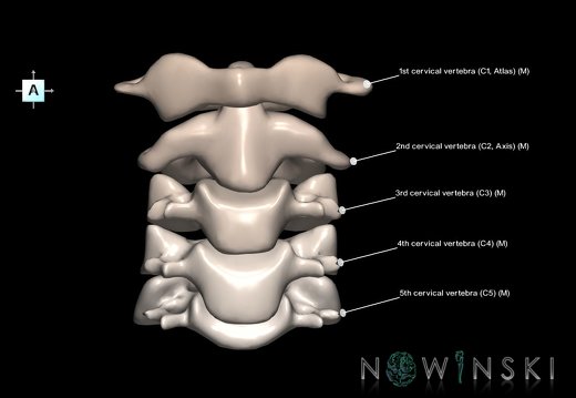 G1.T23.V1.C2.L1.Cervical spine