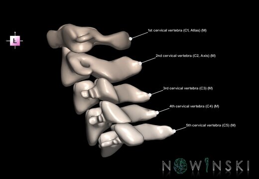 G1.T23.V2.C2.L1.Cervical spine