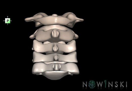 G1.T23.V3.C2.L0.Cervical spine