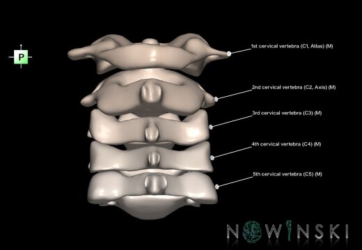 G1.T23.V3.C2.L1.Cervical spine