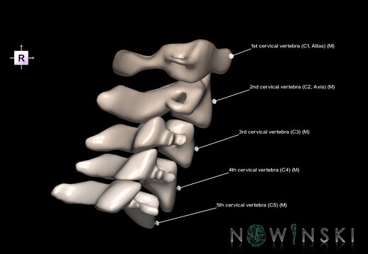 G1.T23.V4.C2.L1.Cervical spine