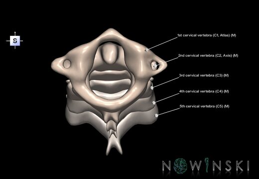 G1.T23.V5.C2.L1.Cervical spine