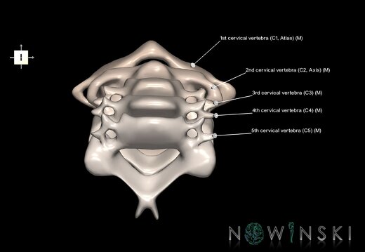 G1.T23.V6.C2.L1.Cervical spine