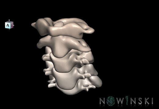 G1.T23.V7.C2.L0.Cervical spine