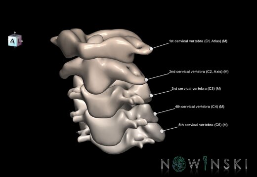 G1.T23.V7.C2.L1.Cervical spine