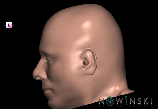 G1.T24.2.V2.C2.L0.Skin left