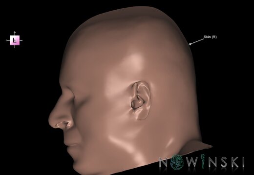 G1.T24.3.V2.C2.L1.Skin right