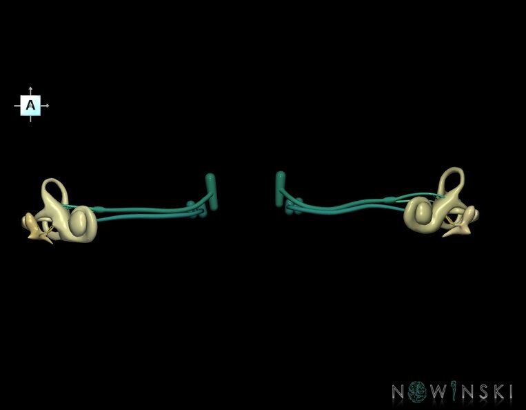 G1.T25.V1.C2.L0.Auditory_system.tiff