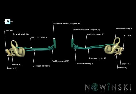 G1.T25.V1.C2.L1.Auditory system