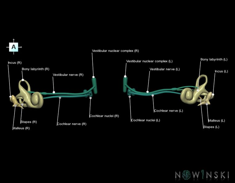 G1.T25.V1.C2.L1.Auditory_system.tiff