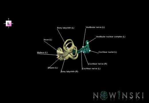 G1.T25.V2.C2.L1.Auditory system