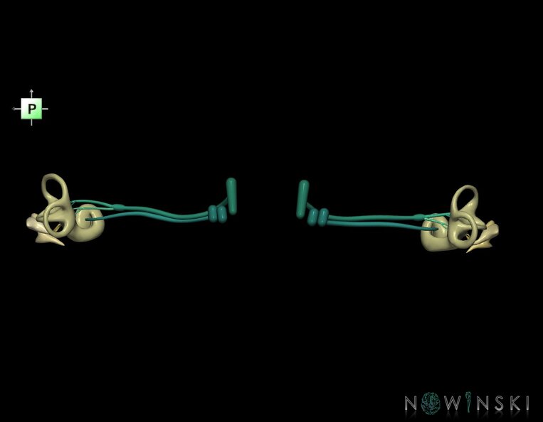 G1.T25.V3.C2.L0.Auditory_system.tiff