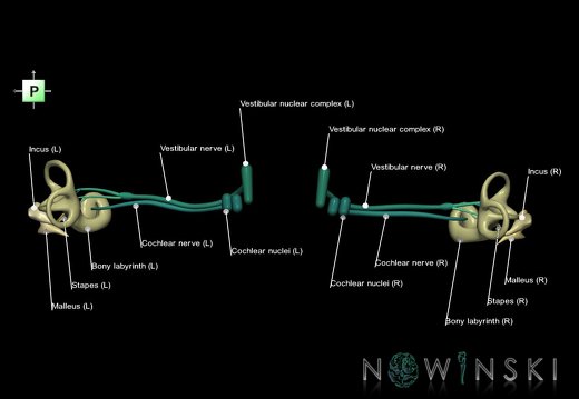 G1.T25.V3.C2.L1.Auditory system