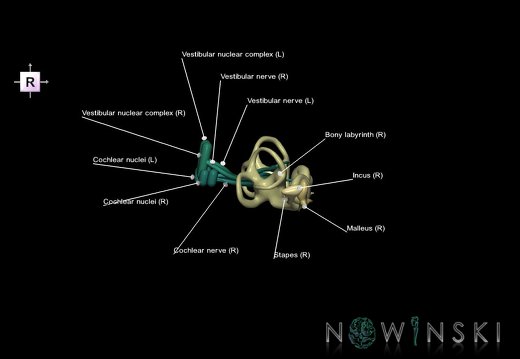 G1.T25.V4.C2.L1.Auditory system