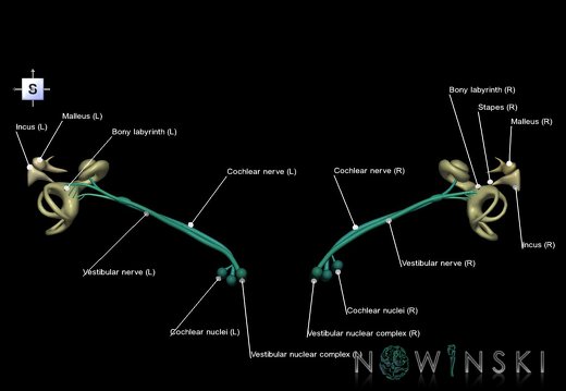 G1.T25.V5.C2.L1.Auditory system