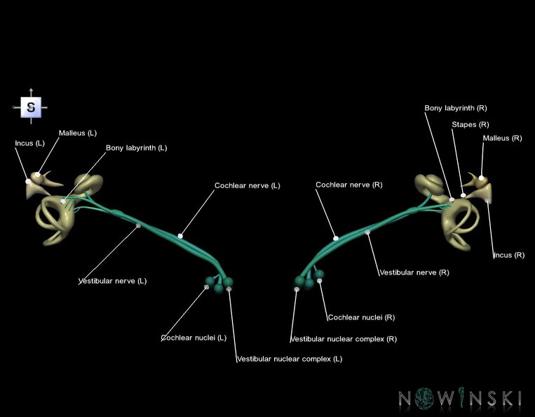 G1.T25.V5.C2.L1.Auditory_system.tiff
